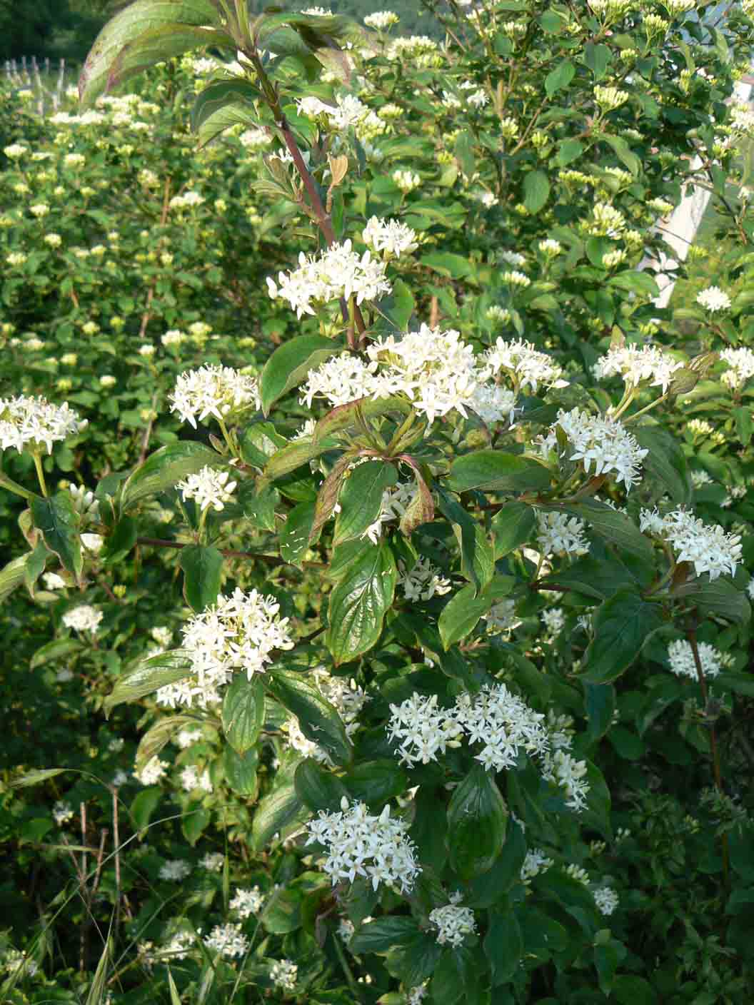 Cornus sanguinea